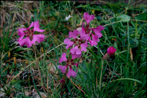 Silene elisabethae / Silene di Elisabetta